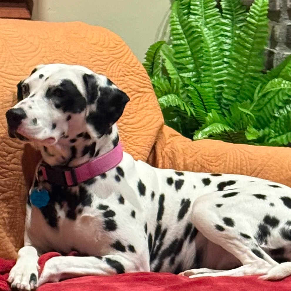 Lady Lucy joined the competition — help win amazing prizes! dalmatian, dog, pet, indoor, relaxed, collar, pink_collar, spotted, white_and_black, furniture, chair, blanket, quilted, green_plants, ferns, cozy, resting, animal, companion, home