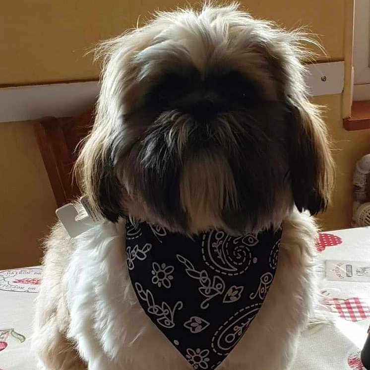Shaya a rejoint le concours — aidez-le/la à gagner de superbes lots ! accessories, affenpinscher, animal, bandana, canine, dog, formalwear, headband, pet, puppy, terrier, tie
