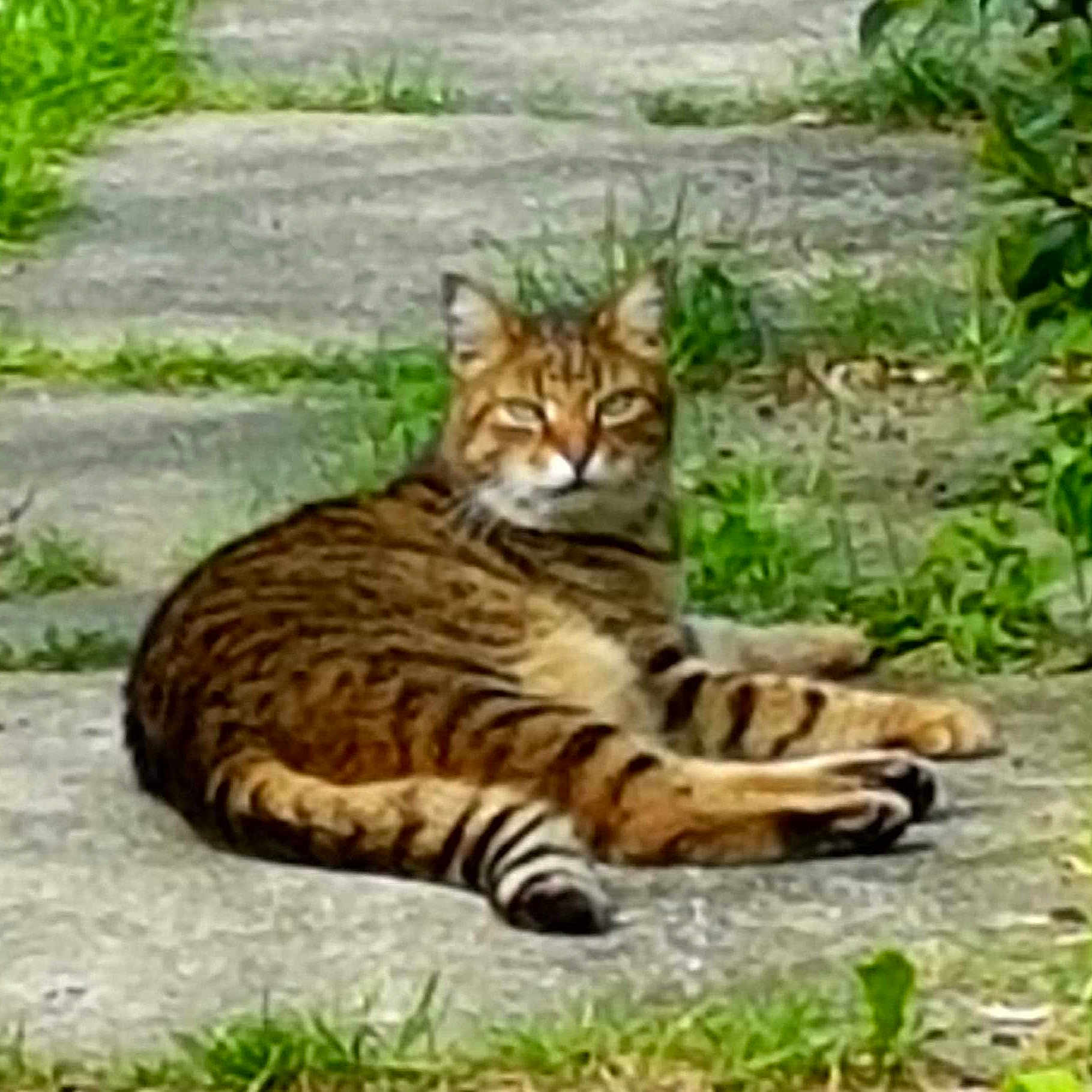Loulou participe au concours pour gagner de l'argent avec cette photo : animal, cat, city, grass, green, herbal, herbs, kitten, lynx, ocelot, outdoors, path, pet, plant, road, rock, soil, tree, vegetation, zoo