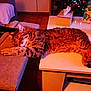 Loulou a rejoint le concours — aidez-le/la à gagner de superbes lots ! animal, architecture, building, cat, chaise, couch, desk, festival, furniture, hardwood, indoors, kitten, livingroom, manx, person, pet, room, stainedwood, table, wood