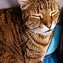 Loulou participe au concours pour gagner de l'argent avec cette photo : abyssinian, animal, cat, couch, egyptiancat, furniture, kitten, manx, person, pet, sleeping