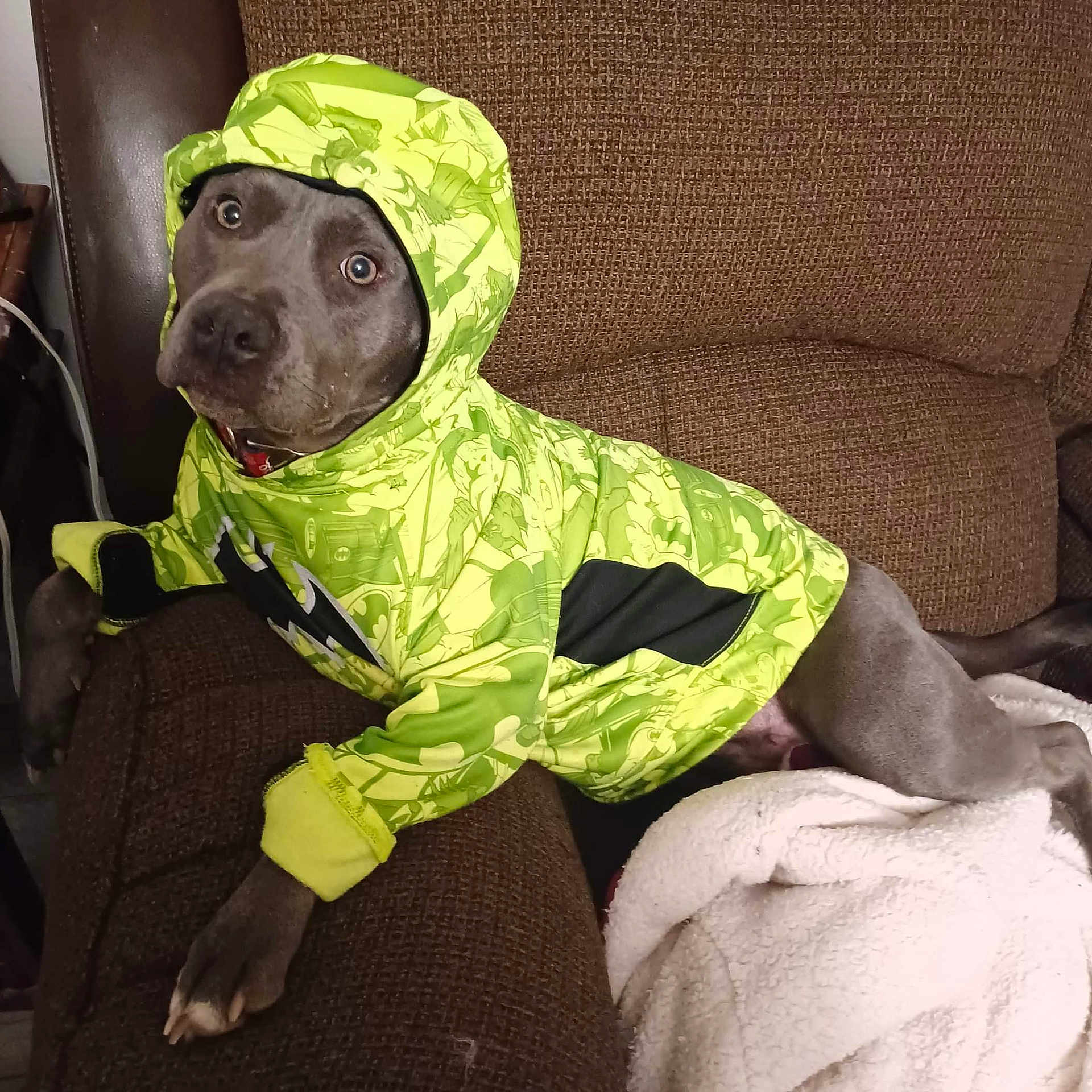 Bullet is registered to the contest to win money with this photo: baby_toddler_clothing, canidae, carnivore, comfort, companion_dog, dog, dog_breed, dog_clothes, dog_supply, fawn, head, linens, personal_protective_equipment, sleeve, snout, sporting_group, stuffed_toy, t_shirt, toy, working_animal