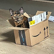 Shira a rejoint le concours — aidez-le/la à gagner de superbes lots ! amazon, animal, box, cardboard, cat, curious, cute, domestic, ears, feline, floor, home, indoor, looking, pet, sitting, small, tortoiseshell, whiskers, wooden_floor