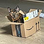amazon, animal, box, cardboard, cat, curious, cute, domestic, ears, feline, floor, home, indoor, looking, pet, sitting, small, tortoiseshell, whiskers, wooden_floor