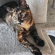 Shira participe au concours pour gagner de l'argent avec cette photo : cat, tortoiseshell, pet, animal, feline, indoor, cat_tree, curious, relaxed, paw, ears, whiskers, fur, sitting, looking, cute, adorable, home, cozy, resting