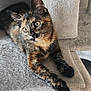 cat, tortoiseshell, pet, animal, feline, indoor, cat_tree, curious, relaxed, paw, ears, whiskers, fur, sitting, looking, cute, adorable, home, cozy, resting