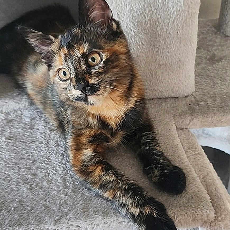 Shira participe au concours pour gagner de l'argent avec cette photo : adorable, animal, cat, cat_tree, cozy, curious, cute, ears, feline, fur, home, indoor, looking, paw, pet, relaxed, resting, sitting, tortoiseshell, whiskers