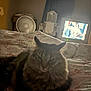 cat, bed, blanket, indoor, fan, television, furniture, fluffy, animal, pet, cozy, dim_light, pattern, resting, feline, living_room, comfort, home, sleepy, quiet