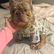 Showtime is registered to the contest to win money with this photo: dog, pajamas, bed, hand, person, animal, pet, clothing, paw, blanket, cute, indoor, fur, face, ears, expression, cozy, resting, sleepwear, comfort