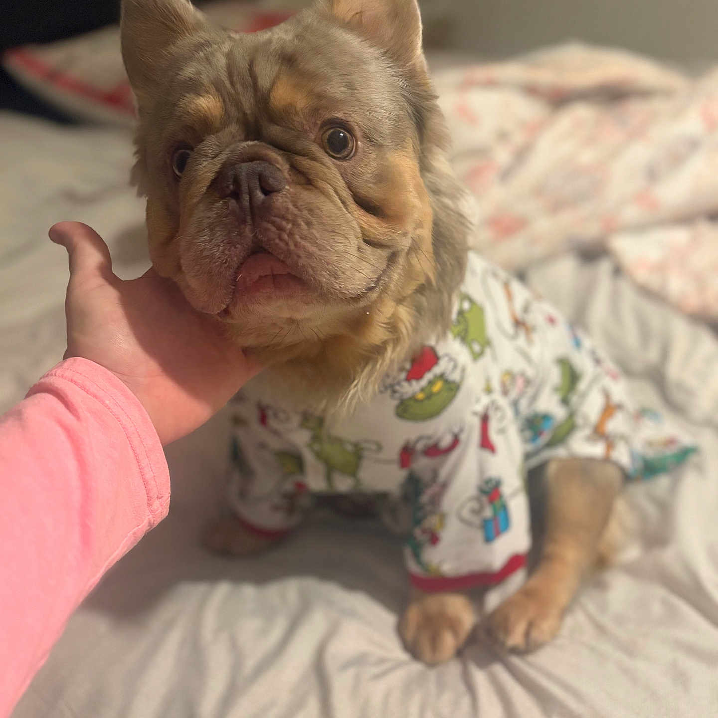 Showtime is registered to the contest to win money with this photo: animal, bed, blanket, clothing, comfort, cozy, cute, dog, ears, expression, face, fur, hand, indoor, pajamas, paw, person, pet, resting, sleepwear