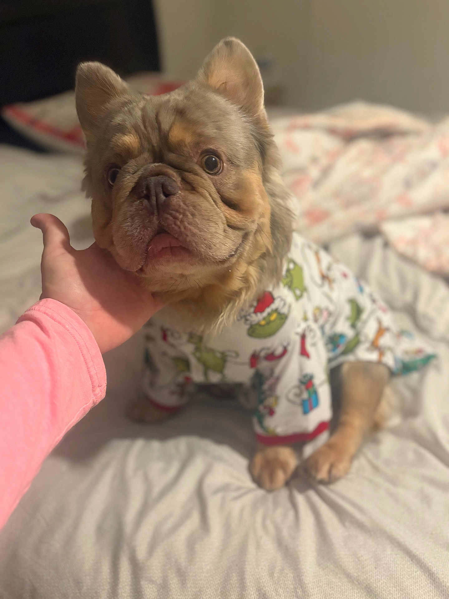 Showtime is registered to the contest to win money with this photo: dog, pajamas, bed, hand, person, animal, pet, clothing, paw, blanket, cute, indoor, fur, face, ears, expression, cozy, resting, sleepwear, comfort