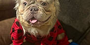 Showtime joined the competition — help win amazing prizes! adorable, animal, brown_couch, canine, companion, cute, dog, domestic_animal, french_bulldog, friendly, fur, indoor, pet, pet_clothing, plaid, portrait, red_shirt, relaxed, sitting, tongue_out