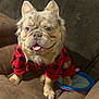 adorable, animal, brown_couch, canine, companion, cute, dog, domestic_animal, french_bulldog, friendly, fur, indoor, pet, pet_clothing, plaid, portrait, red_shirt, relaxed, sitting, tongue_out