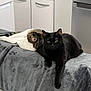 Krokmou participe au concours pour gagner de l'argent avec cette photo : cat, black_cat, tabby_cat, pet, animal, indoor, blanket, resting, relaxed, feline, kitchen, couch, appliance, refrigerator, cabinet, paw, soft_texture, sleeping, companion, cozy