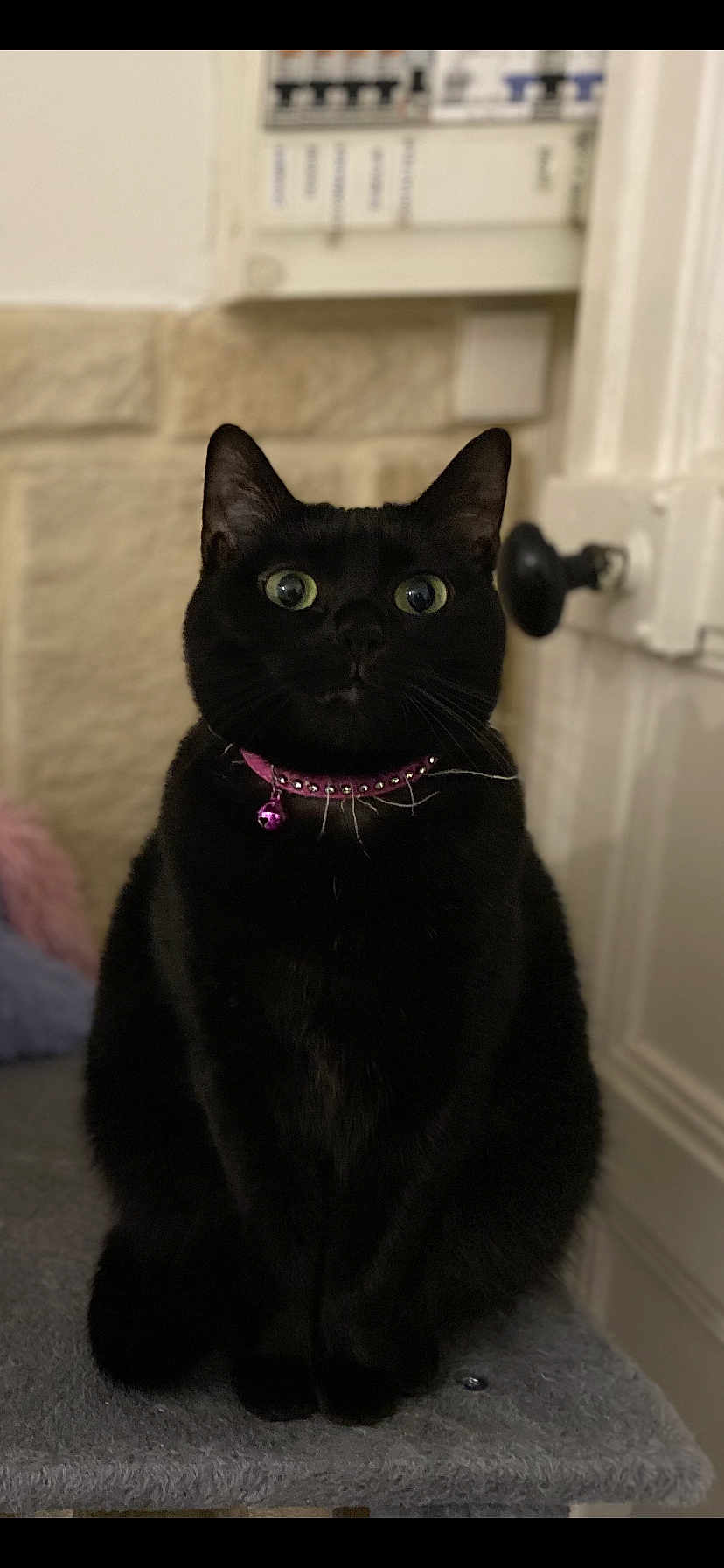 Krokmou a rejoint le concours — aidez-le/la à gagner de superbes lots ! black_cat, cat, pet, indoor, collar, purple_collar, bell, wide_eyes, curious, sitting, feline, domestic_cat, close_up, soft_surface, door, stone_wall, whiskers, fur, animal, alert