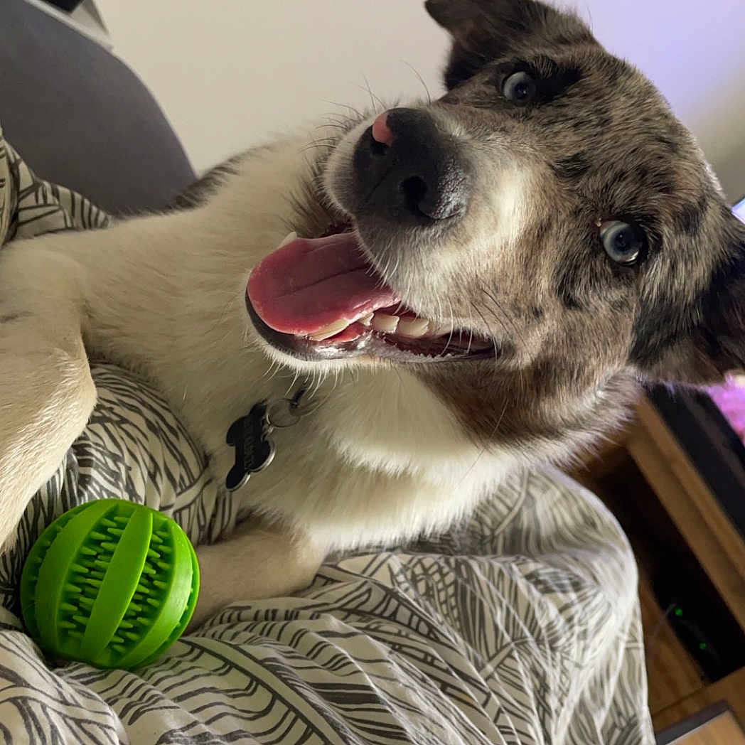 Taiko participe au concours pour gagner de l'argent avec cette photo : animal, ball, canine, dog, face, football, head, hound, husky, person, pet, photography, portrait, puppy, soccer, soccerball, sphere, sport, tennis, tennisball