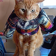 Pacha a rejoint le concours — aidez-le/la à gagner de superbes lots ! animal, cat, couch, cozy, cute, domestic, ears, floor, fur, furniture, indoor, knitted_clothing, legs, orange_tabby, person, pet, portrait, sweater, whiskers, window