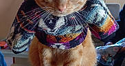 Pacha a rejoint le concours — aidez-le/la à gagner de superbes lots ! animal, cat, couch, cozy, cute, domestic, ears, floor, fur, furniture, indoor, knitted_clothing, legs, orange_tabby, person, pet, portrait, sweater, whiskers, window