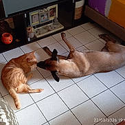 Pacha participe au concours pour gagner de l'argent avec cette photo : animal, bed, brown_dog, cat, cozy, decor, dog, floor, friendship, furniture, home, indoor, nose_to_nose, orange_cat, pet, photo_frames, quiet, resting, shelf, tile_floor