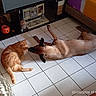 animal, bed, brown_dog, cat, cozy, decor, dog, floor, friendship, furniture, home, indoor, nose_to_nose, orange_cat, pet, photo_frames, quiet, resting, shelf, tile_floor