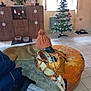 cabinet, christmas_tree, cozy, decorations, dog, floor_tiles, furniture, handbag, hat, home, indoor, knit_hat, ornaments, ottoman, person, pet, plants, relaxing, window, winter