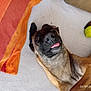 animal, black_muzzle, blanket, brown_fur, canine, closeup, cozy, cute, dog, domestic, expression, floor, fur, indoor, laying_down, pet, playful, relaxed, tennis_ball, tongue_out