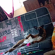 Shana participe au concours pour gagner de l'argent avec cette photo : animal, black, brown, casual, couch, curtain, dog, floor, furniture, home, indoor, light, pet, plant, relaxed, resting, toy, white, window, wooden_cabinet