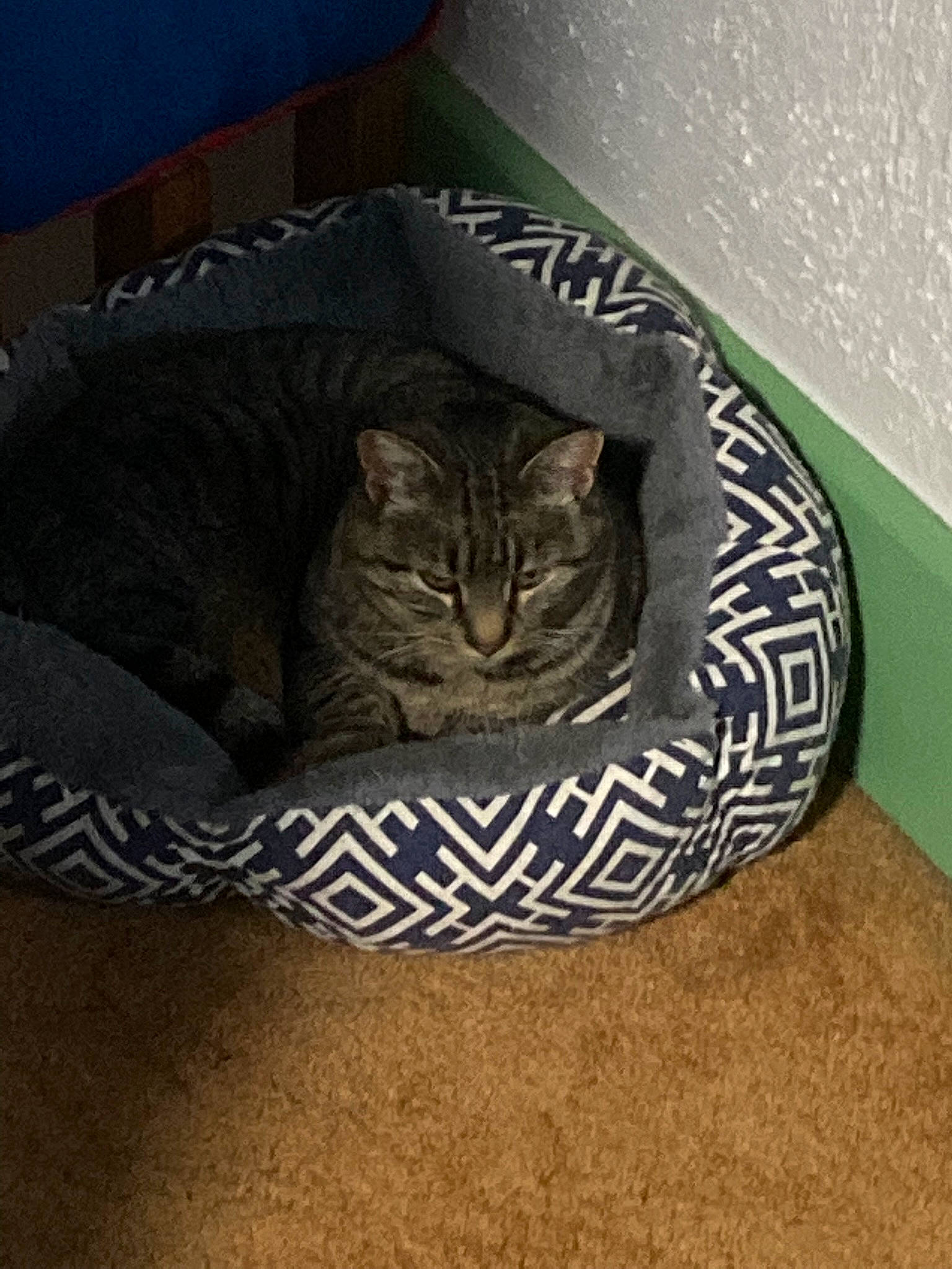 Cheetah joined the competition — help win amazing prizes! automotive_tire, carnivore, cat, cat_bed, cat_supply, comfort, domestic_short_haired_cat, felidae, flooring, fur, grey, hardwood, pattern, small_to_medium_sized_cats, stairs, tail, terrestrial_animal, tree, whiskers, wood