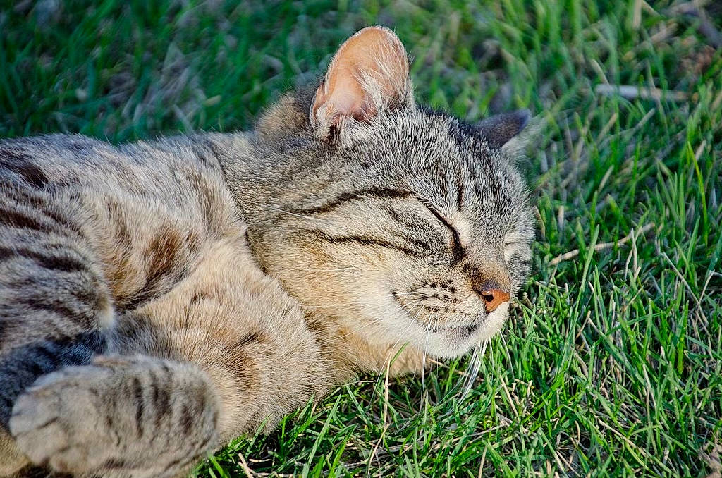 Cheetah is registered to the contest to win money with this photo: carnivore, cat, claw, domestic_short_haired_cat, fawn, felidae, fur, grass, grassland, groundcover, lynx, plant, small_to_medium_sized_cats, snout, soil, tail, terrestrial_animal, whiskers, wildlife