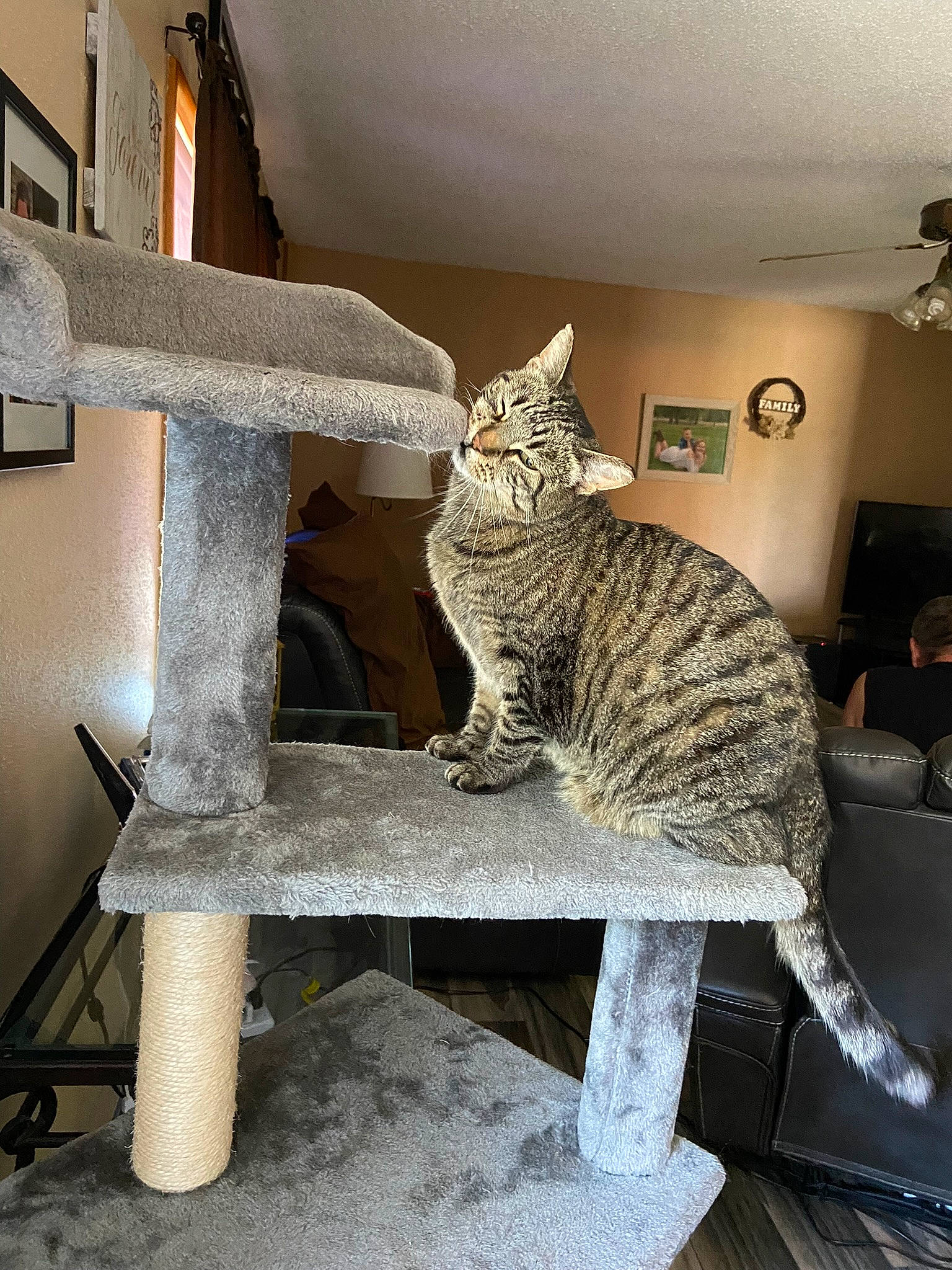 Cheetah is registered to the contest to win money with this photo: carnivore, cat, cat_supply, domestic_short_haired_cat, felidae, fur, grey, mammal, pet_supply, picture_frame, plant, room, small_to_medium_sized_cats, tail, terrestrial_animal, whiskers, window, wood