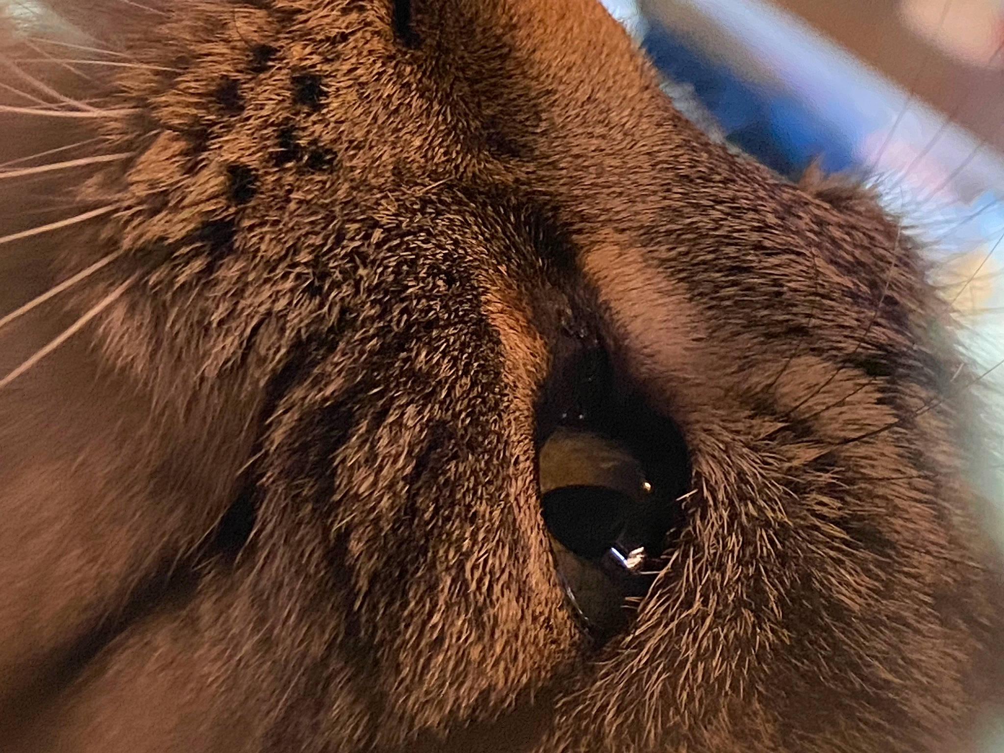 Cheetah joined the competition — help win amazing prizes! canidae, carnivore, claw, close_up, dog_breed, eyelash, fawn, felidae, fur, liver, macro_photography, paw, small_to_medium_sized_cats, snout, sporting_group, tail, terrestrial_animal, whiskers, wildlife