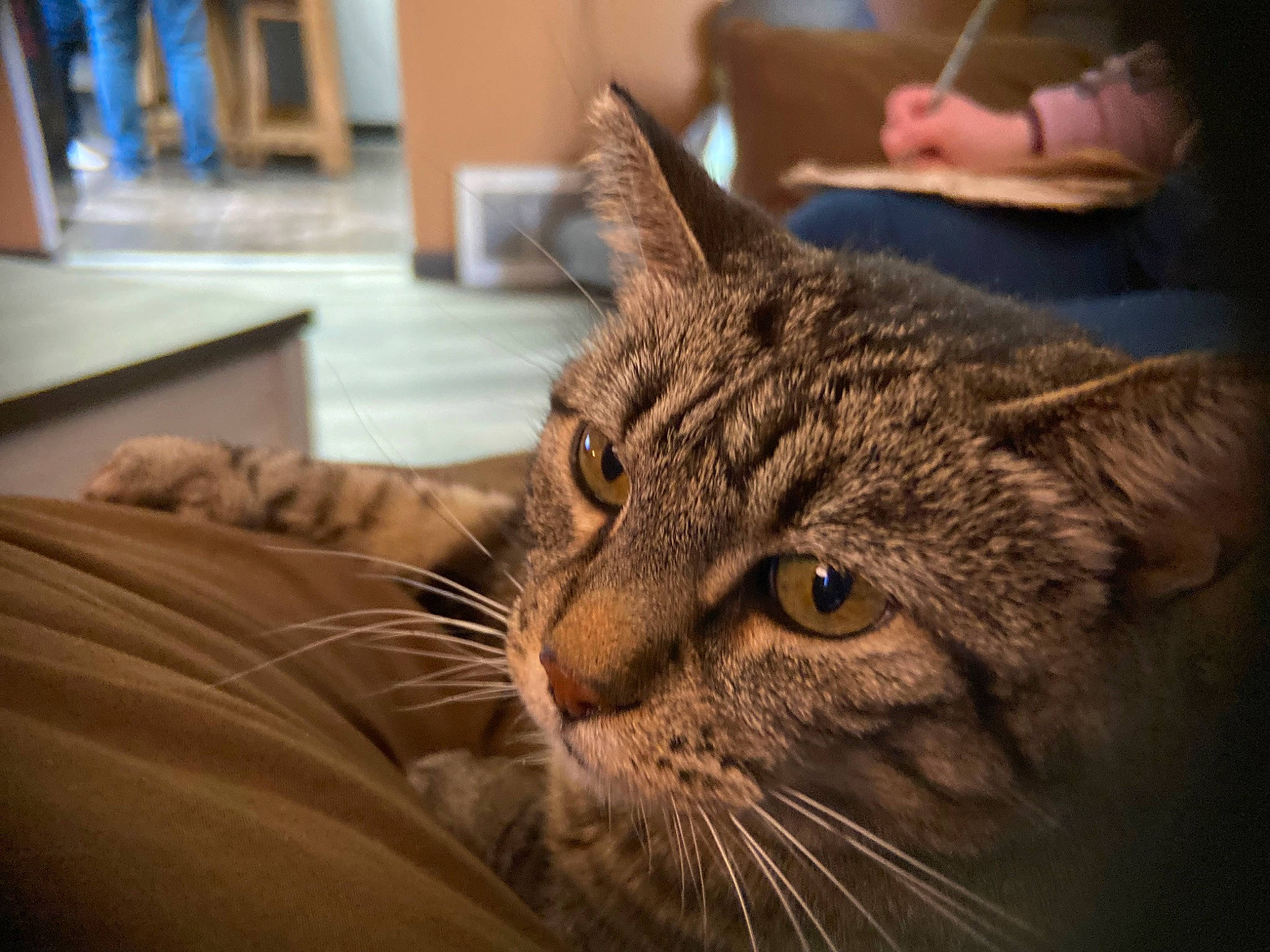 Cheetah joined the competition — help win amazing prizes! carnivore, cat, comfort, domestic_short_haired_cat, ear, felidae, fur, small_to_medium_sized_cats, snout, terrestrial_animal, whiskers, wildlife, wood