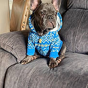 Rolly is registered to the contest to win money with this photo: animal, blue_hoodie, cozy, cute, decor, dog, ears, french_bulldog, fur, gray_recliner, hoodie, indoor, living_room, mirror, nose, paws, pet, pink_flowers, puppy, sitting