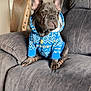 animal, blue_hoodie, cozy, cute, decor, dog, ears, french_bulldog, fur, gray_recliner, hoodie, indoor, living_room, mirror, nose, paws, pet, pink_flowers, puppy, sitting