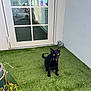 artificial_grass, balcony, black_cat, cat, collar, concrete_wall, door, feline, flower, glass_reflection, green_grass, human_reflection, outdoor, pet, potted_plant, sitting, statue, sunlight, window, yellow_eyes