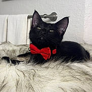 Rue joined the competition — help win amazing prizes! accessory, black_cat, blanket, bow_tie, cat, close_up, cozy, curious, ears, fluffy, fur, home, indoor, kitten, mirror, pet, portrait, soft, towel_bar, whiskers