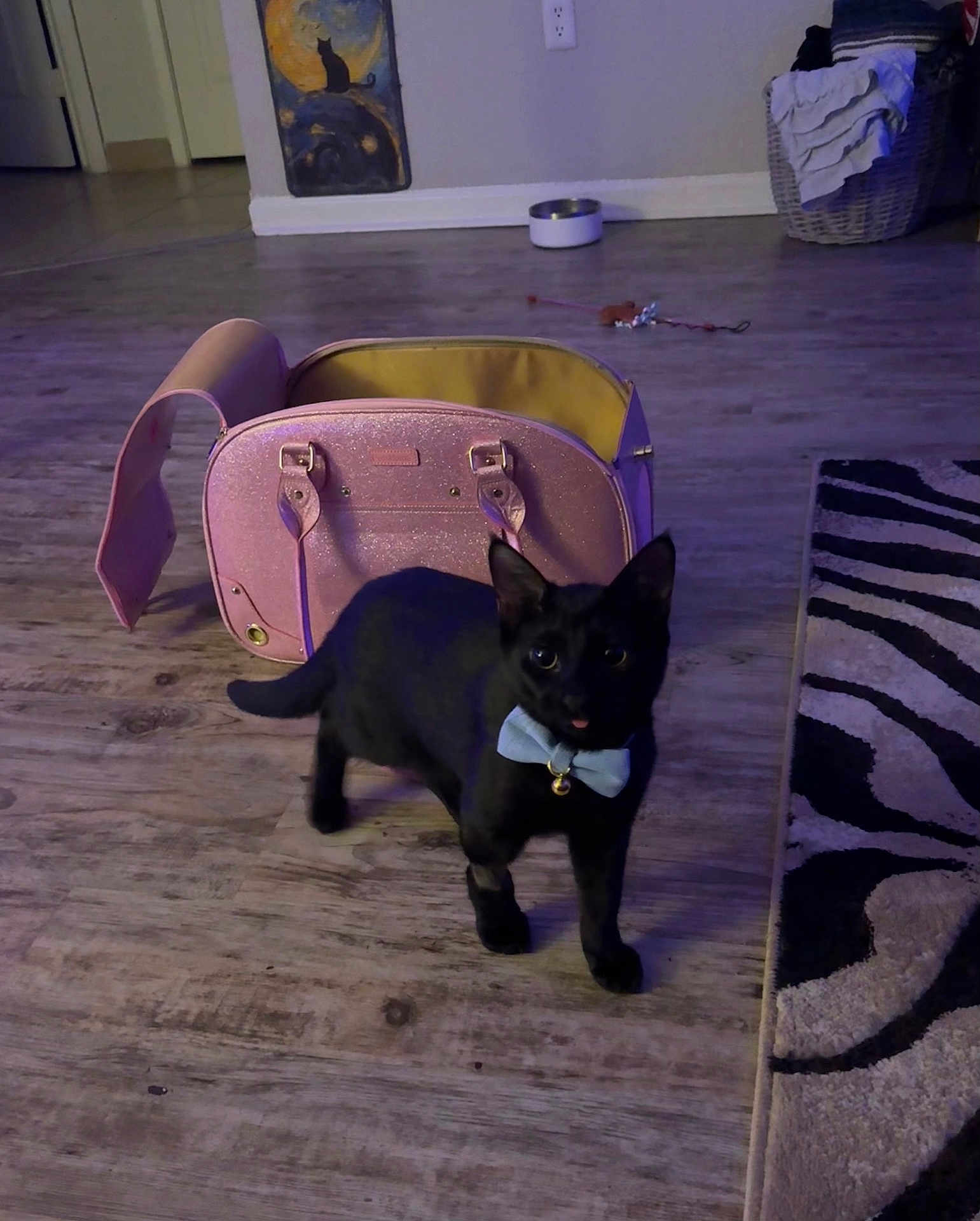 Rue is registered to the contest to win money with this photo: adorable, area_rug, big_eyes, black_cat, bow_tie, cat, collar_bell, curiosity, glitter_bag, hardwood_floor, home_decor, indoor, laundry_basket, pet_bowl, portrait, purse, shadow, standing, toy, whiskers