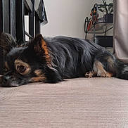 Thor a rejoint le concours — aidez-le/la à gagner de superbes lots ! dog, indoor, floor, wooden_floor, black_fur, tan_fur, small_dog, lying_down, pet, domestic_animal, chair, home_decor, plant, relaxed, fur, ears, close_up, animal, quiet, resting