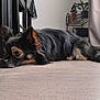 dog, indoor, floor, wooden_floor, black_fur, tan_fur, small_dog, lying_down, pet, domestic_animal, chair, home_decor, plant, relaxed, fur, ears, close_up, animal, quiet, resting