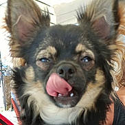 Thor participe au concours pour gagner de l'argent avec cette photo : dog, tongue, close_up, outdoor, pet, canine, fur, ears, black, brown, cute, tongue_out, animal, face, collar, expression, fluffy, muzzle, friendly, portrait