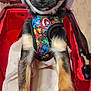 Thor a rejoint le concours — aidez-le/la à gagner de superbes lots ! dog, puppy, small_dog, chihuahua, ears, harness, colorful, superhero, marvel, red_carrier, pet, indoor, wooden_floor, closeup, animal, cute, looking_at_camera, black_and_tan, fur, pet_accessory