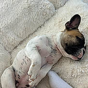Athena a rejoint le concours — aidez-le/la à gagner de superbes lots ! dog, french_bulldog, puppy, sleeping, white, brown, black, spot, fur, paw, blanket, cozy, resting, pet, indoor, cute, relaxation, soft, foot, sock