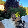 Athena a rejoint le concours — aidez-le/la à gagner de superbes lots ! dog, french_bulldog, sleeping, outdoor, greenery, bush, flower, blue_sky, sunlight, relaxation, pet, canine, nature, leaf, rest, animal, closeup, white_blanket, peaceful, summer