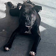 Blow a rejoint le concours — aidez-le/la à gagner de superbes lots ! dog, black_dog, white_paws, lying_down, floor, tiles, sunlight, shadow, pet, canine, domestic_animal, relaxed, looking_at_camera, indoors, paw, ears, snout, animal, laying, companion