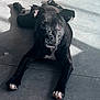 dog, black_dog, white_paws, lying_down, floor, tiles, sunlight, shadow, pet, canine, domestic_animal, relaxed, looking_at_camera, indoors, paw, ears, snout, animal, laying, companion