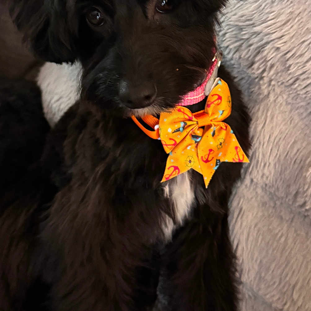 Luna is registered to the contest to win money with this photo: dog, black_dog, bow_tie, pet, cute, fluffy, portrait, indoor, cozy, blanket, animal, canine, friendly, sitting, domestic_animal, furry, companion, adorable, small_dog, relaxed