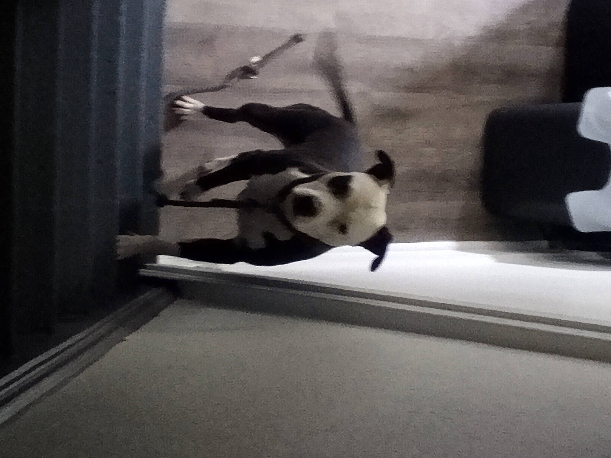 Rocko joined the competition — help win amazing prizes! canidae, carnivore, comfort, companion_dog, curtain, dog_breed, fawn, felidae, flooring, panda, room, shade, small_to_medium_sized_cats, snout, sporting_group, tail, terrestrial_animal, tints_and_shades, window, wood