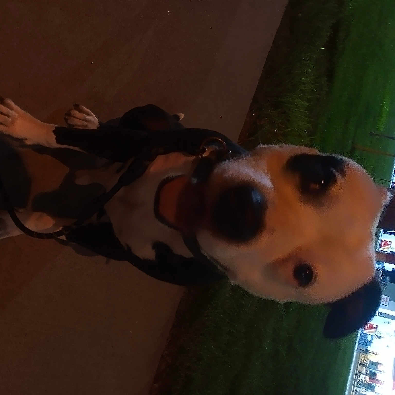 Rocko joined the competition — help win amazing prizes! canidae, carnivore, companion_dog, dog, dog_breed, eyewear, fawn, fun, fur, snout, sporting_group, wood