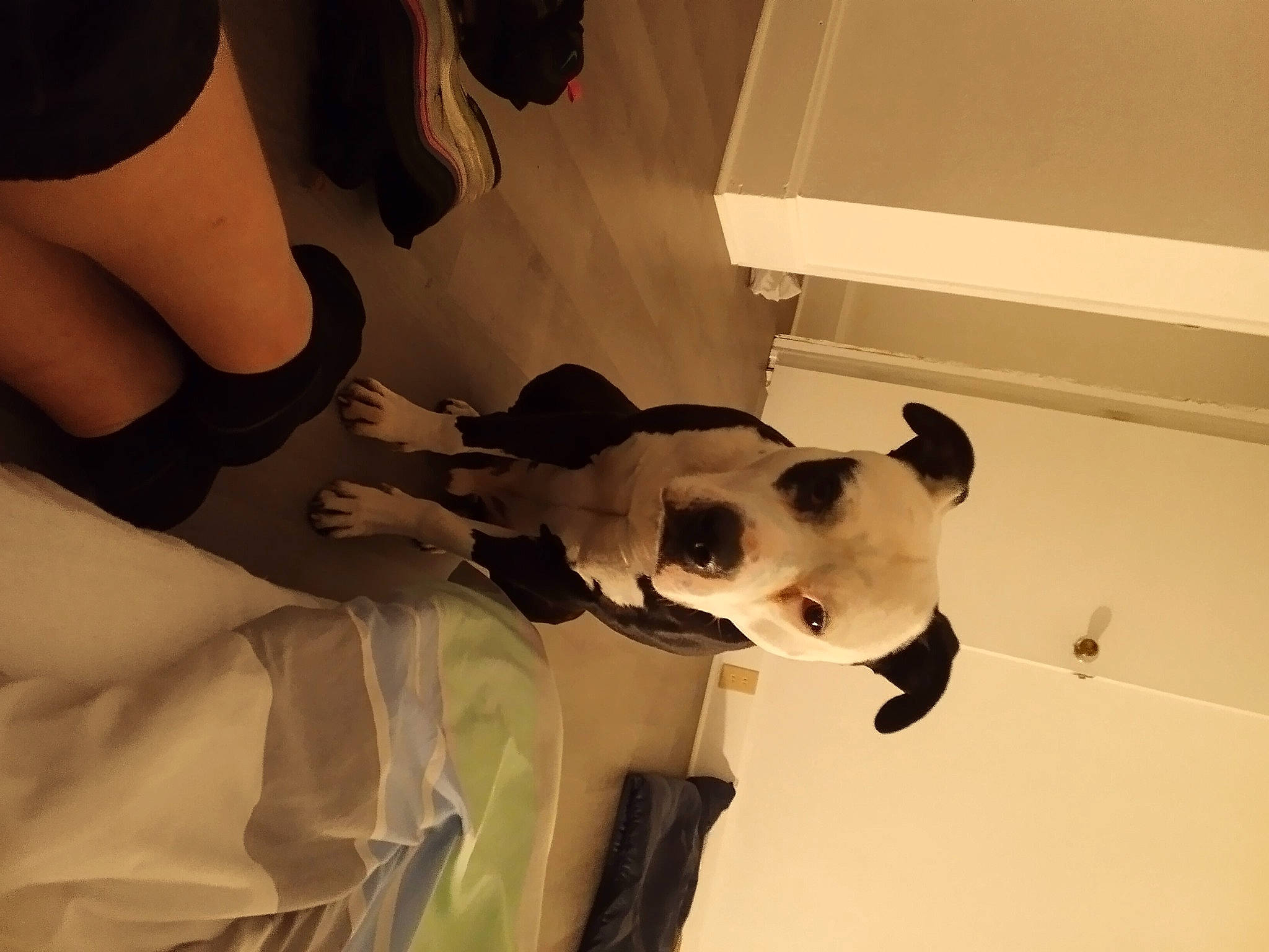 Rocko joined the competition — help win amazing prizes! art, chest, companion_dog, dog_breed, elbow, eye, eyewear, fawn, gesture, human_body, human_leg, joint, knee, neck, shoulder, snout, sunglasses, thigh, trunk, wrist