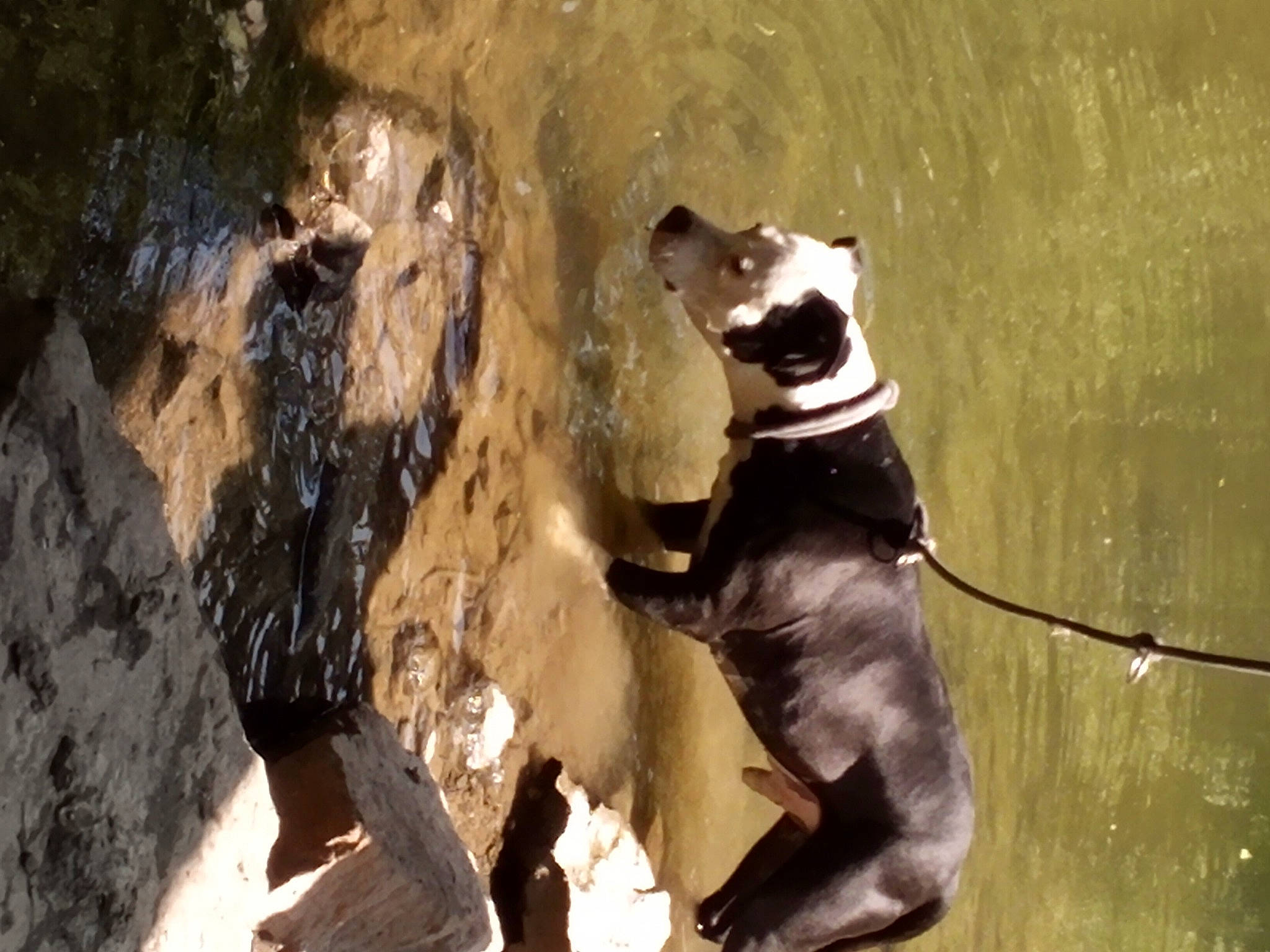 Rocko is registered to the contest to win money with this photo: adventure, bedrock, canidae, carnivore, companion_dog, dog, dog_breed, dog_collar, fawn, felidae, leash, recreation, shadow, small_to_medium_sized_cats, snout, sporting_group, tail, terrestrial_animal, water, working_animal